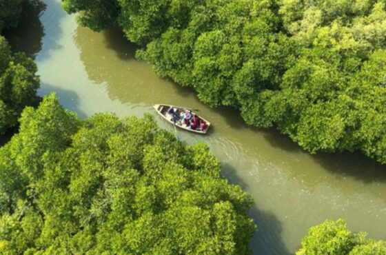 Puducherry 3-Day Sightseeing & Pichavaram Mangrove Forest Tour